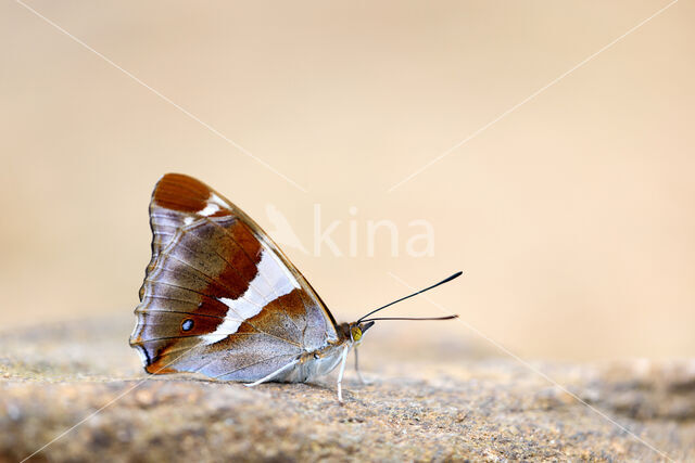 Grote weerschijnvlinder (Apatura iris)