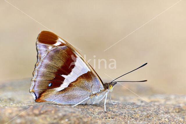 Grote weerschijnvlinder (Apatura iris)