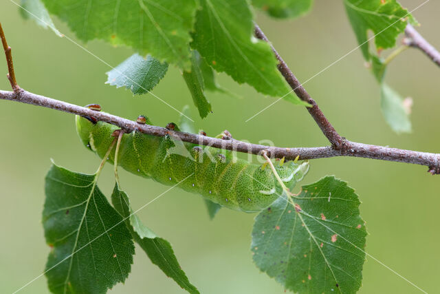 Gevlamde vlinder (Endromis versicolora)