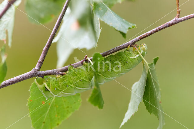 Gevlamde vlinder (Endromis versicolora)