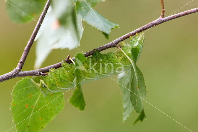 Gevlamde vlinder (Endromis versicolora)