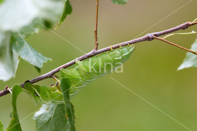 Gevlamde vlinder (Endromis versicolora)