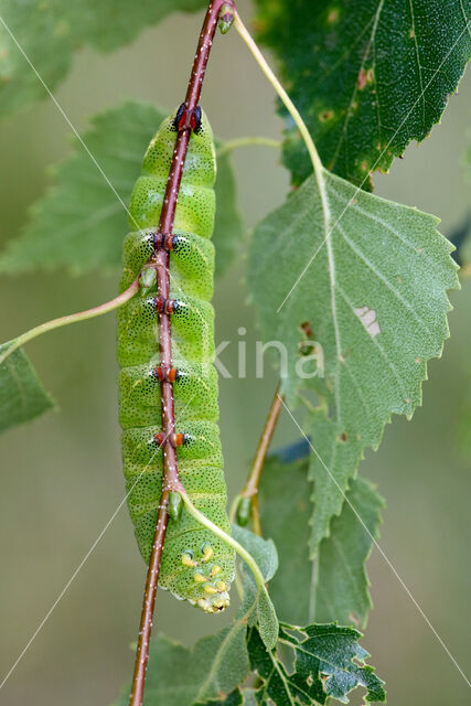 Gevlamde vlinder (Endromis versicolora)