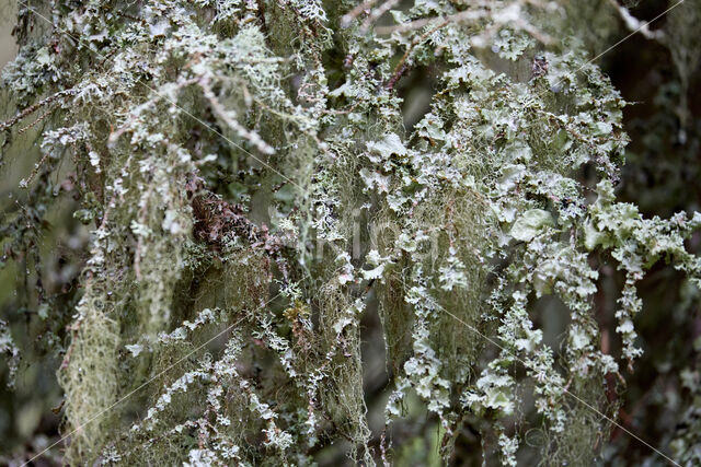 Baardmos (Usnea genus)