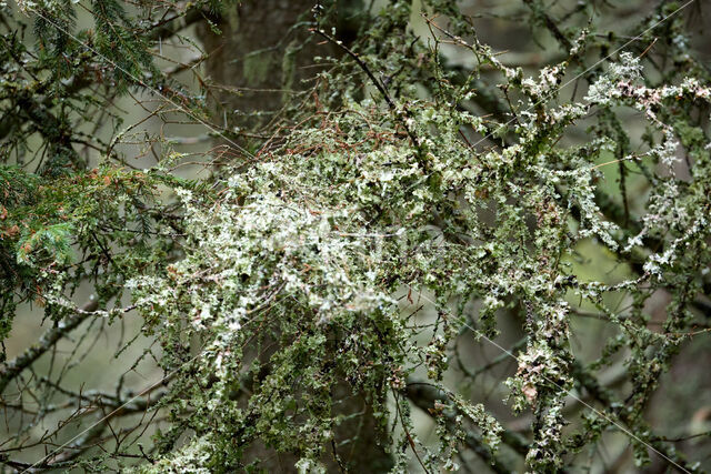 Beard lichen (Usnea genus)