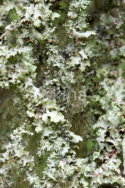 Beard lichen (Usnea genus)