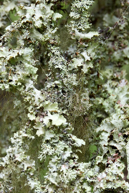 Baardmos (Usnea genus)