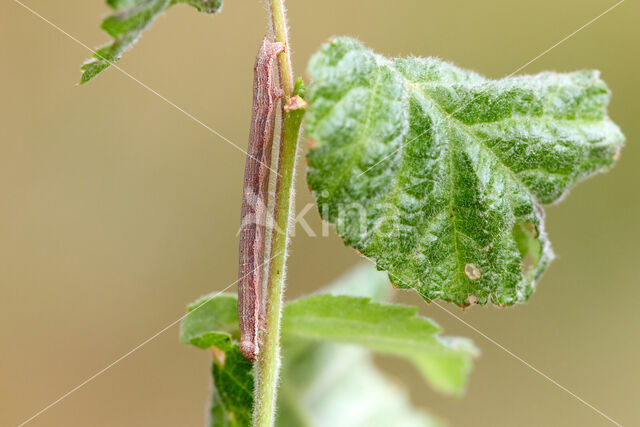 Gewone heispanner (Ematurga atomaria)