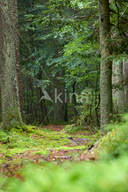 Fijnspar (Picea abies)