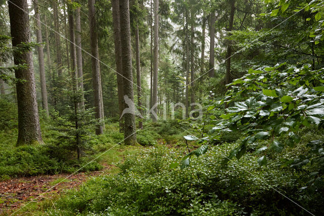 Fijnspar (Picea abies)