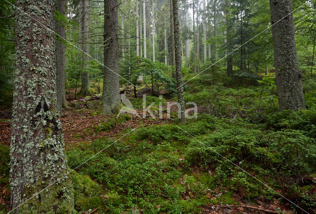 Norway Spruce (Picea abies)