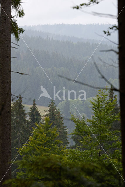 Norway Spruce (Picea abies)