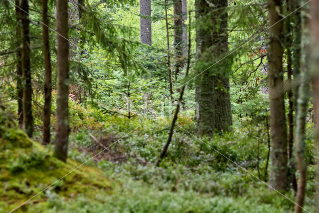 Fijnspar (Picea abies)