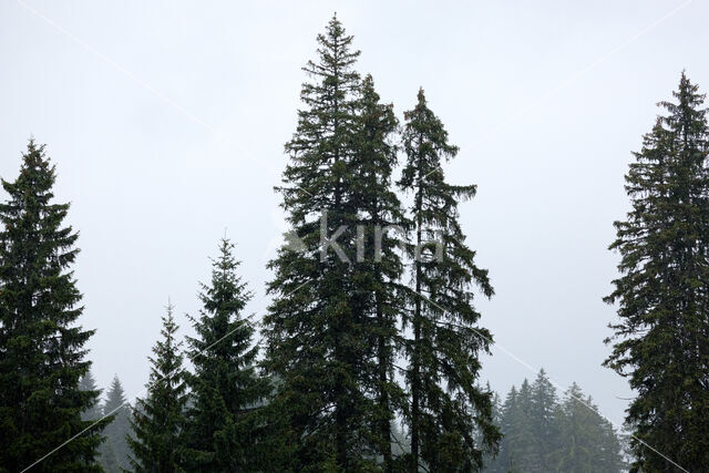 Norway Spruce (Picea abies)