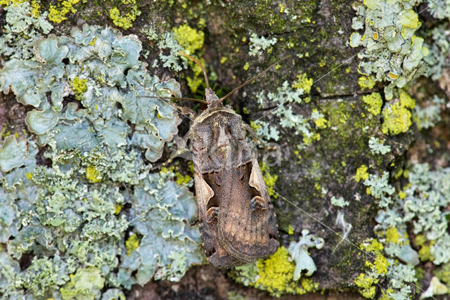 Zwarte c-uil (Xestia c-nigrum)