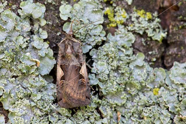 Zwarte c-uil (Xestia c-nigrum)