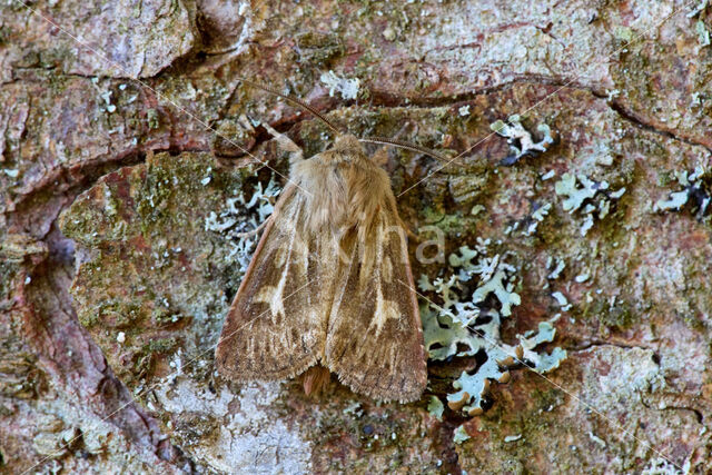 Bonte grasuil (Cerapteryx graminis)