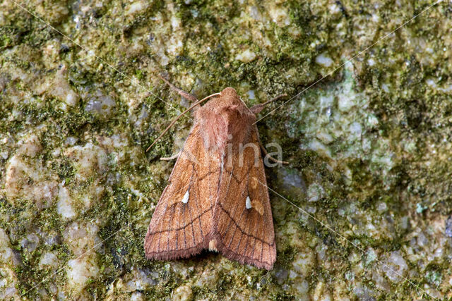 Brown-line Bright-eye (Mythimna conigera)