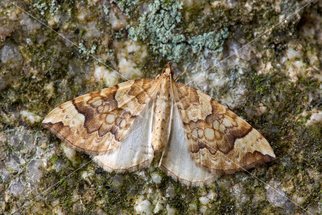 Gewone agaatspanner (Eulithis populata)