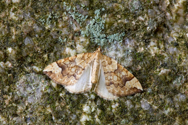 Northern Spinach (Eulithis populata)