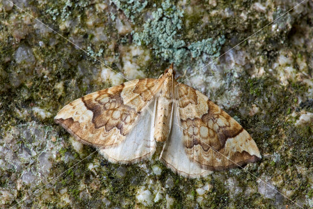 Northern Spinach (Eulithis populata)