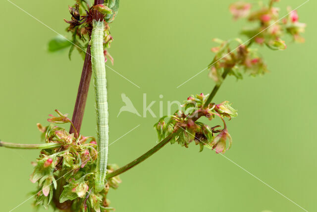 Gehoekte Schimmelspanner (Dysstroma citrata)