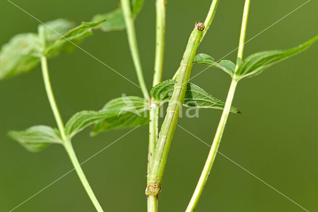 Marmerspanner (Ecliptopera silaceata)