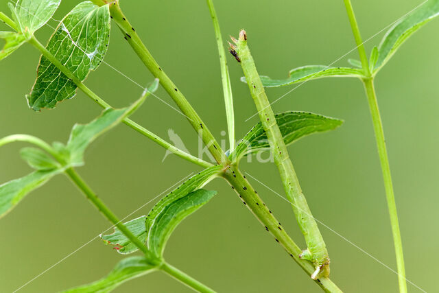 Small Phoenix (Ecliptopera silaceata)