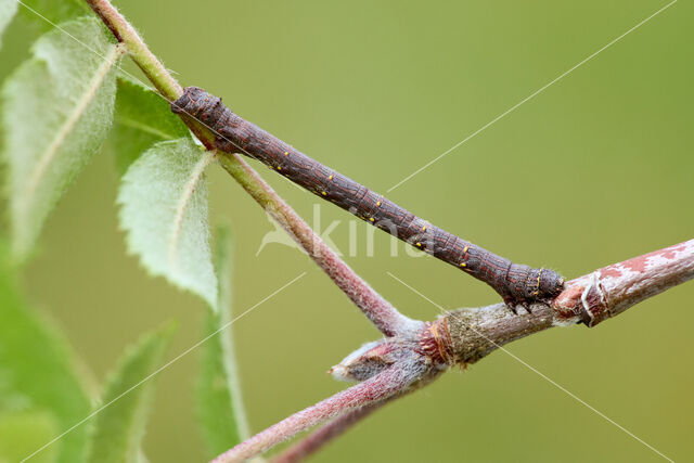 Brindled Beauty (Lycia hirtaria)