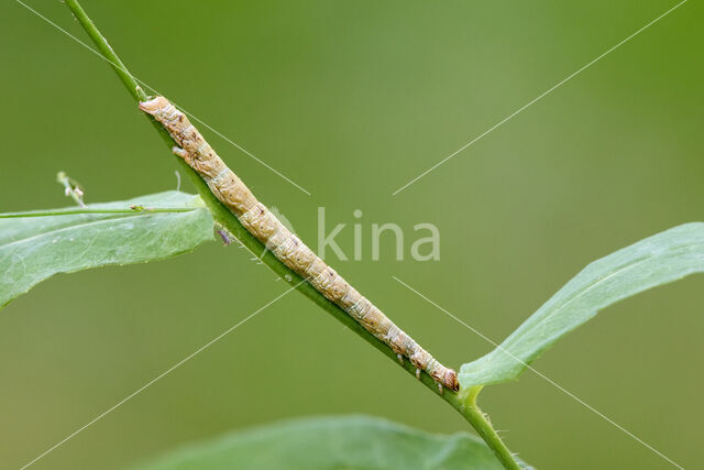 Vierkantspikkelspanner (Paradarisa consonaria)