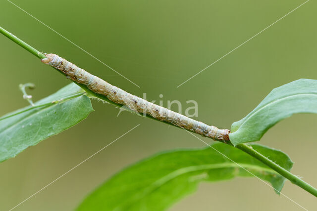 Vierkantspikkelspanner (Paradarisa consonaria)