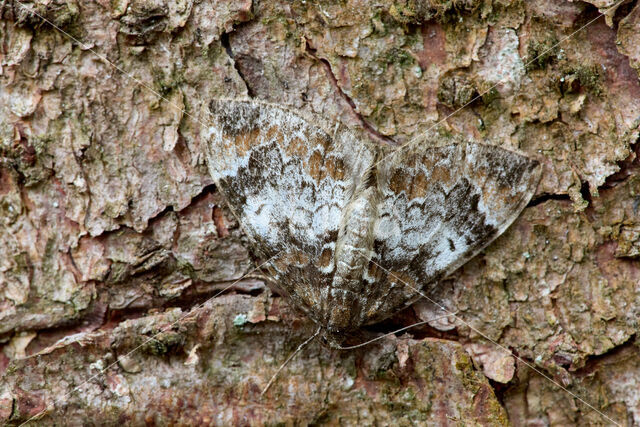 Common Marbled Carpet (Chloroclysta truncata)