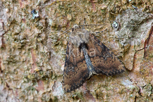 Slender Brindle (Apamea scolopacina)