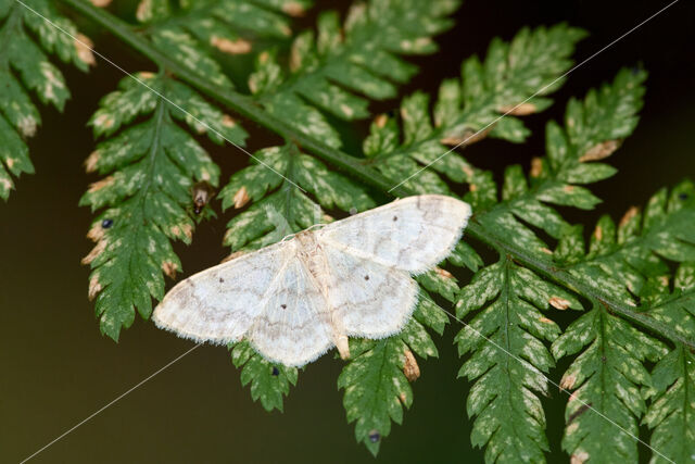 Small Fan-footed Wave (Idaea biselata)