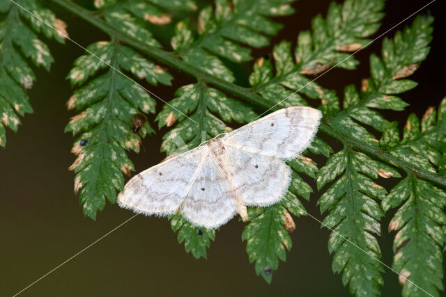 Small Fan-footed Wave (Idaea biselata)