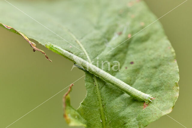 Gehoekte Schimmelspanner (Dysstroma citrata)