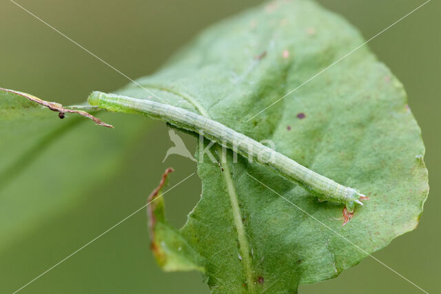 Gehoekte Schimmelspanner (Dysstroma citrata)