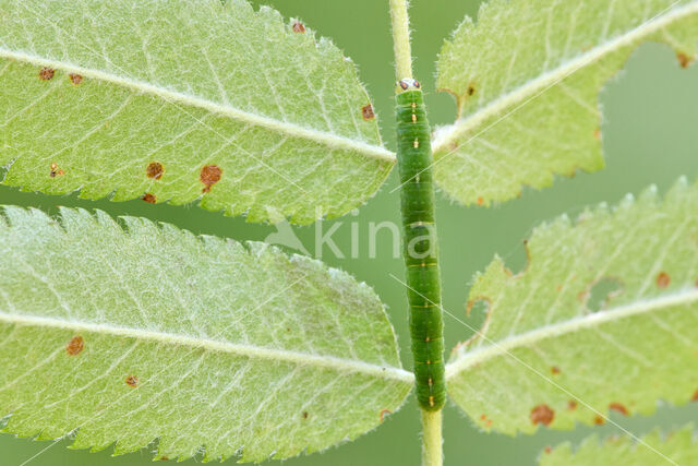 Witte schaduwspanner (Lomographa temerata)