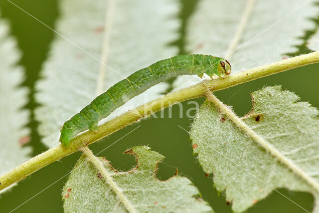 Clouded Silver (Lomographa temerata)