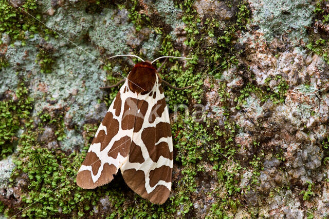 Garden Tiger (Arctia caja)