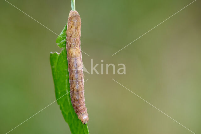 Angle Shades (Phlogophora meticulosa)