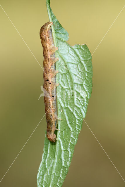 Agaatvlinder (Phlogophora meticulosa)