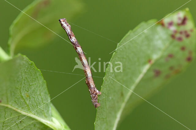 Geelbruine bandspanner (Plagodis pulveraria)