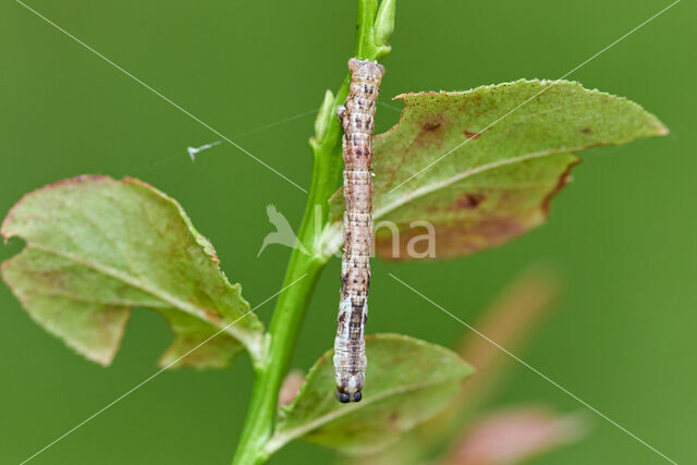 Geelbruine bandspanner (Plagodis pulveraria)