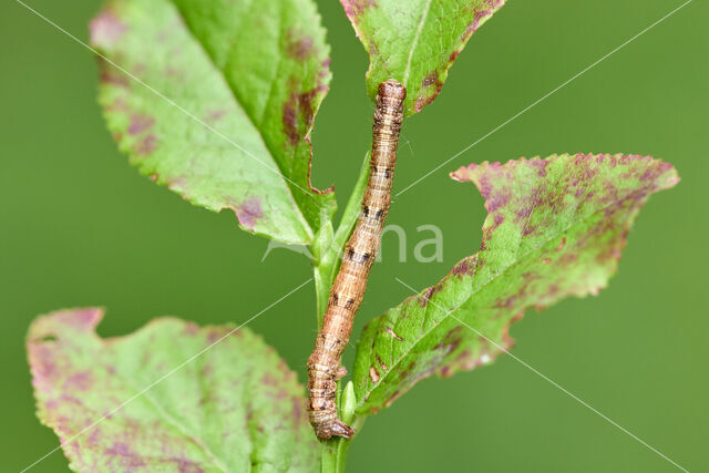 Vierkantspikkelspanner (Paradarisa consonaria)