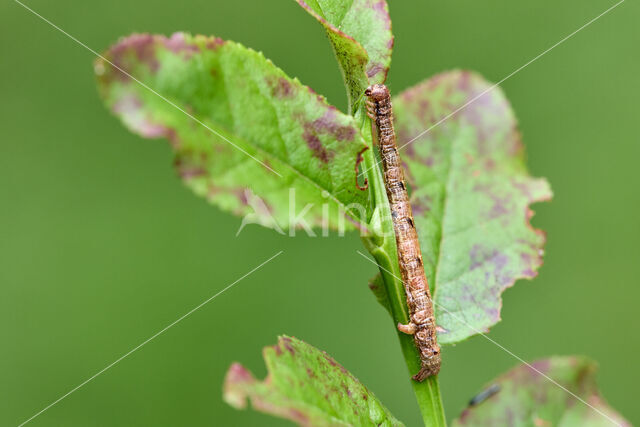 Vierkantspikkelspanner (Paradarisa consonaria)