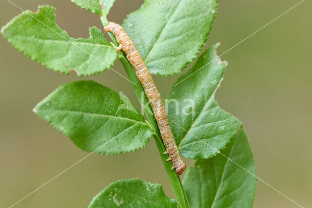 Vierkantspikkelspanner (Paradarisa consonaria)