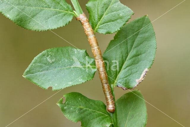 Vierkantspikkelspanner (Paradarisa consonaria)