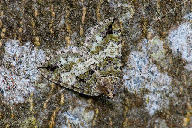 July Highflyer (Hydriomena furcata)