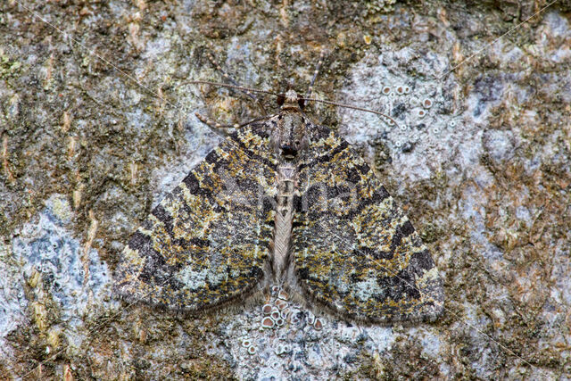 July Highflyer (Hydriomena furcata)